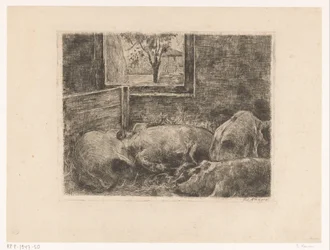 Schweine im Stall