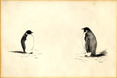 Kaiserpinguine
