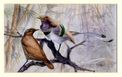 Königsvogel des Paradieses, 1909