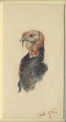 Studie eines Truthahns, 1895