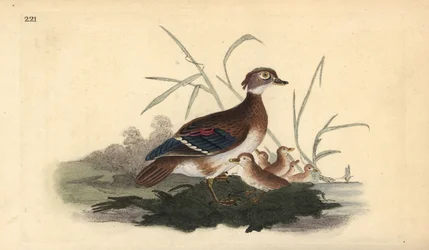 Karolinasäger (Weibchen und Jungtiere). Handkolorierte Kupferplatte gezeichnet und graviert von Edward Donovan aus seiner Natural History of British Birds, London
