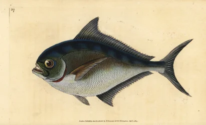 Atlantischer Brachsen, Brama brama. Handkolorierte Kupferstichzeichnung und -gravur von Edward Donovan aus seiner „Natural History of British Fishes“, Donovan und F.C. und J. Rivington, London