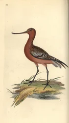 Pfuhlschnepfe, Limosa lapponica. Handkolorierte Kupferplatte von Edward Donovan aus seinem eigenen „Natural History of British Birds“