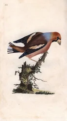 Großschnabel bricht Kern. Coccothraustes (Loxia coccothraustes). Kupferstich von Edward Donovan, veröffentlicht in Histoire naturelle des oiseaux britanniques, London