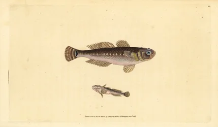 Schwarzer Grundel, Gobius niger. Handkolorierte Kupferstichzeichnung und -gravur von Edward Donovan aus seiner „Natural History of British Fishes“, Donovan und F.C. und J. Rivington, London