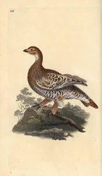 Birkhuhn, Tetrao tetrix. Handkolorierte Kupferplatte von Edward Donovan aus seinem eigenen „Natural History of British Birds“