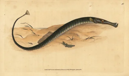 Breitnasen- oder kürzerer Seenadel, Syngnathus typhle