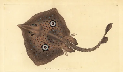 Brauner Rochen oder Spiegelrochen, Raja miraletus. Handkolorierte Kupferplatte gezeichnet und graviert von Edward Donovan aus seiner Naturgeschichte der britischen Fische, Donovan und F.C. und J. Rivington, London