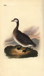 Kanadagans, Branta canadensis. Handkolorierte Kupferstichzeichnung und -gravur von Edward Donovan aus seinem eigenen „Natural History of British Birds“, London
