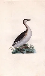 Zwergtaucher. Tachybaptus ruficollis. Kupferstich von Edward Donovan (1768-1837), veröffentlicht in „Histoire naturelle des oiseaux britanniques“, London