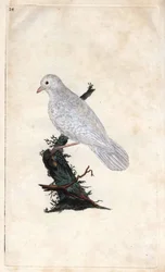 Eichelhäher. Garrulus glandarius. Kupferstich von Edward Donovan (1768-1837), veröffentlicht in Histoire naturelle des oiseaux britanniques, London