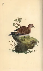 Gemeiner Bluthänfling, Carduelis cannabina. Handkolorierte Kupferstichzeichnung und -gravur von Edward Donovan aus seinem eigenen „Natural History of British Birds“, London