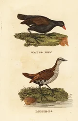 Teichralle, Gallinula chloropus, und Tüpfelsumpfhuhn, Porzana porzana