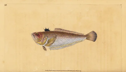 Großer Petermännchen, Trachinus draco. Handkolorierte Kupferstichzeichnung und -gravur von Edward Donovan aus seiner „Natural History of British Fishes“, Donovan und F.C. und J. Rivington, London