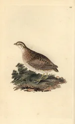 Wachtel, Coturnix coturnix. Handkolorierte Kupferplatte von Edward Donovan aus seinem eigenen „Natural History of British Birds“ (1794-1819)