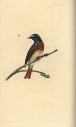 Gartenrotschwanz, Phoenicurus phoenicurus. Von Edward Donovan gezeichnet und gestochen, aus seinem eigenen Werk „Natural History of British Birds“, London