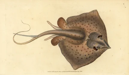 Gewöhnlicher Stechrochen, Dasyatis pastinaca. Handkolorierte Kupferstichzeichnung und -gravur von Edward Donovan aus seiner „Natural History of British Fishes“