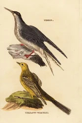 Flussseeschwalbe, Sterna hirundo und Schafstelze, Motacilla flava