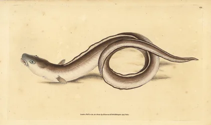 Meeraal, Muraena conger. Handkolorierte Kupferplatte gezeichnet und graviert von Edward Donovan aus seiner Naturgeschichte der britischen Fische, Donovan und F.C. und J. Rivington, London