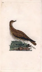 Goldregenpfeifer. Pluvialis apricaria. Kupferstich von Edward Donovan (1768-1837), veröffentlicht in „Histoire naturelle des oiseaux britanniques“, London