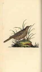 Dunkelleitlerche, Pinarocorys nigricans. Handkolorierte Kupferstichzeichnung und -gravur von Edward Donovan aus seiner „Natural History of British Birds“