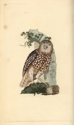 Sperlingskauz, Glaucidium passerinum. Handkolorierter Kupferstich gezeichnet und gestochen von Edward Donovan aus seinem eigenen „Natural History of British Birds“, London