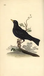 Amsel, Turdus merula. Handkolorierter Kupferstich von Edward Donovan aus seiner eigenen „Natural History of British Birds“, London