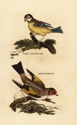 Blaumeise, Cyanistes caeruleus und Stieglitz, Carduelis carduelis