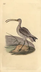 Großer Brachvogel, Numenius arquata. Handkolorierter Kupferstich von Edward Donovan aus seiner eigenen „Natural History of British Birds“, London