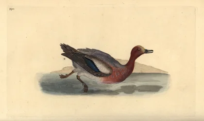 Pfeifente, Anas penelope. Handkolorierte Kupferstichzeichnung und -gravur von Edward Donovan aus seinem eigenen „Natural History of British Birds“, London