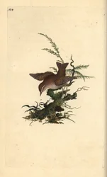 Zaunkönig, Troglodytes troglodytes. Handkolorierter Kupferstich von Edward Donovan aus seiner eigenen „Natural History of British Birds“ (1794-1819)