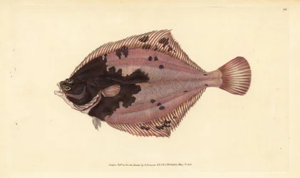 Europäische Flunder, Platichthys flesus (Flunder, Pleuronectes flesus). Handkolorierte Kupferplatte gezeichnet und graviert von Edward Donovan aus seiner Natural History of British Fishes, Donovan und F.C. und J. Rivington, London