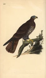 Wespenbussard, Pernis apivorus. Handkolorierte Kupferstich von Edward Donovan aus seiner Natural History of British Birds, London