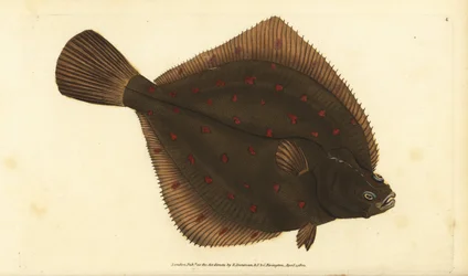 Europäische Scholle, Pleuronectes platessa. Handkolorierte Kupferstichzeichnung und -gravur von Edward Donovan aus seiner „Natural History of British Fishes“, Donovan und F.C. und J. Rivington, London