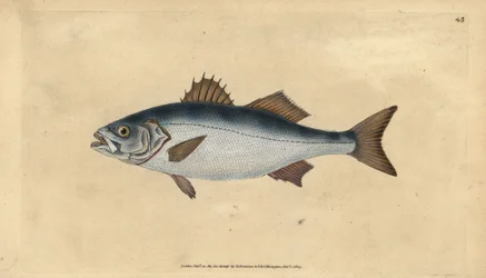 Europäischer Wolfsbarsch, Dicentrarchus labrax. Handkolorierte Kupferstich von Edward Donovan aus seiner Natural History of British Fishes, Donovan und F.C. und J. Rivington, London