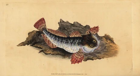 Vater Quappe oder Seeskorpion, Myoxocephalus scorpius (Cottus scorpius). Handkolorierte Kupferstichzeichnung und Gravur von Edward Donovan aus seiner Natural History of British Fishes, Donovan und F.C. und J. Rivington, London