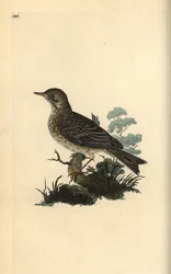 Baumpieper, Anthus trivialis. Handkolorierte Kupferplatte von Edward Donovan aus seinem eigenen „Natural History of British Birds“