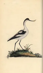Säbelschnäbler (Recurvirostra avosetta). Handkolorierter Kupferstich von Edward Donovan aus seinem Werk „Natural History of British Birds“, London