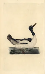 Gänsesäger, Mergus merganser. Handkolorierte Kupferstichzeichnung und -gravur von Edward Donovan aus seiner Natural History of British Birds, London
