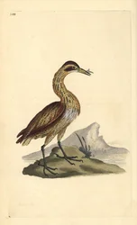 Rohrdommel, Botaurus stellaris