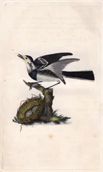 Graue Bachstelze. Motacilla alba. Kupferstich von Edward Donovan (1768-1837), veröffentlicht in Histoire naturelle des oiseaux britanniques, London