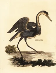 Graureiher, Ardea cinerea