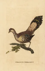 Grauer Pfaufasan, Polyplectron bicalcaratum