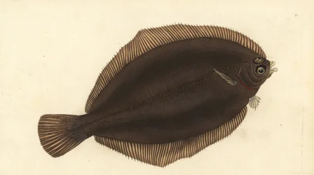 Zitronenbutt, Microstomus kitt. Handkolorierte Kupferstichzeichnung und -gravur von Edward Donovan aus seiner „Natural History of British Fishes“, Donovan und F.C. und J. Rivington, London