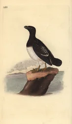 Krabbentaucher (Weibchen), Alle alle. Handkolorierte Kupferstichzeichnung und -gravur von Edward Donovan aus seiner Natural History of British Birds, London