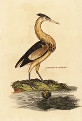 Zwergdommel, Ixobrychus minutus