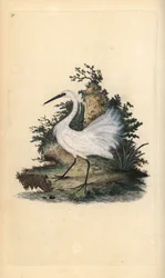 Seidenreiher, Egretta garzetta. Handkolorierte Kupferplatte gezeichnet und graviert von Edward Donovan aus seiner eigenen „Natural History of British Birds,“ London