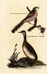 Schwanzmeise, Aegithalos caudatus, und Rothalstaucher, Podiceps grisegena
