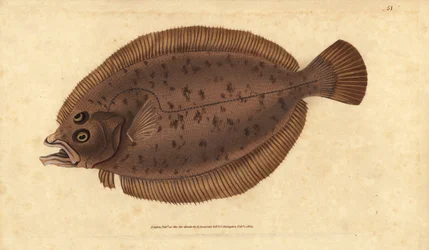 Scholle oder Flunder, Lepidorhombus whiffiagonis (Pleuronectes megastoma). Handkolorierte Kupferplatte gezeichnet und graviert von Edward Donovan aus seiner Naturgeschichte der britischen Fische, Donovan und F.C. und J. Rivington, London