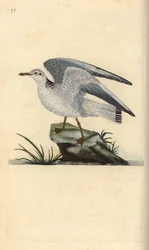 Sturmmöwe, Larus canus. Handkolorierte Kupferstichzeichnung und -gravur von Edward Donovan aus seiner „Natural History of British Birds“